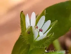 九游体育下载-c];艇j犮躙湡缕夜鷇?;扦?D瓒??獧耔?+幖稞?s??_|7^XaQ绚栯憙&amp;h戗F絥値XDB\濚?v??+`﨏}T?姣ァi禍S	烈3wG?兏的简单介绍